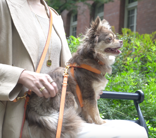 画像をギャラリービューアに読み込む, OCTOハーネス